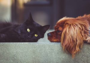 how-can-you-rent-an-apartment-with-pets?