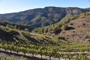 priorat-wine-region