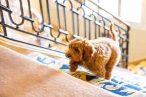 best-pet-friendly-hotels-in-barcelona